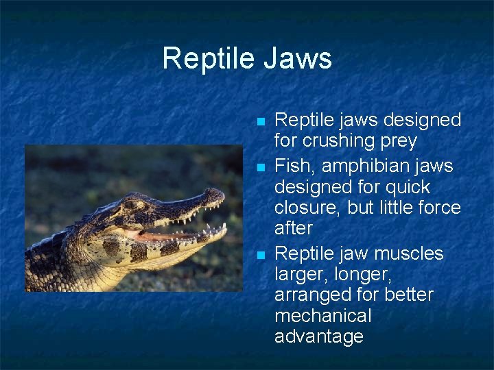 Reptile Jaws n n n Reptile jaws designed for crushing prey Fish, amphibian jaws