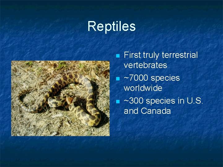 Reptiles n n n First truly terrestrial vertebrates ~7000 species worldwide ~300 species in