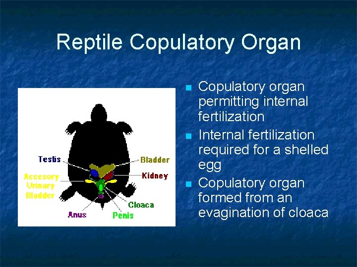 Reptile Copulatory Organ n Copulatory organ permitting internal fertilization Internal fertilization required for a Reptile Copulatory Organ n Copulatory organ permitting internal fertilization Internal fertilization required for a