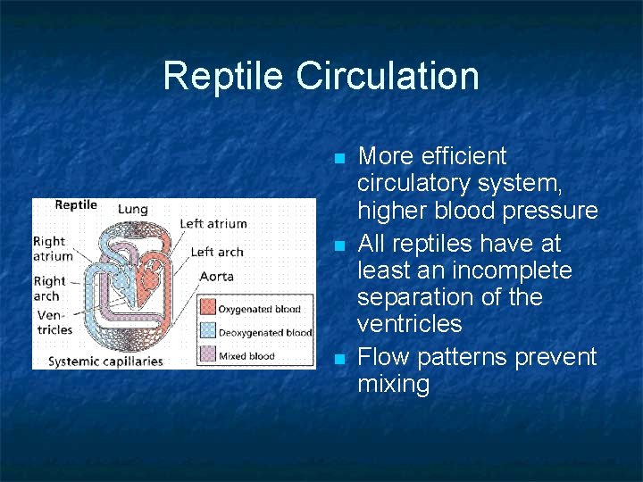 Reptile Circulation n More efficient circulatory system, higher blood pressure All reptiles have at