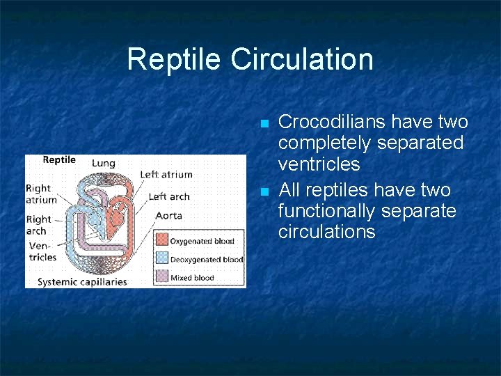 Reptile Circulation n n Crocodilians have two completely separated ventricles All reptiles have two