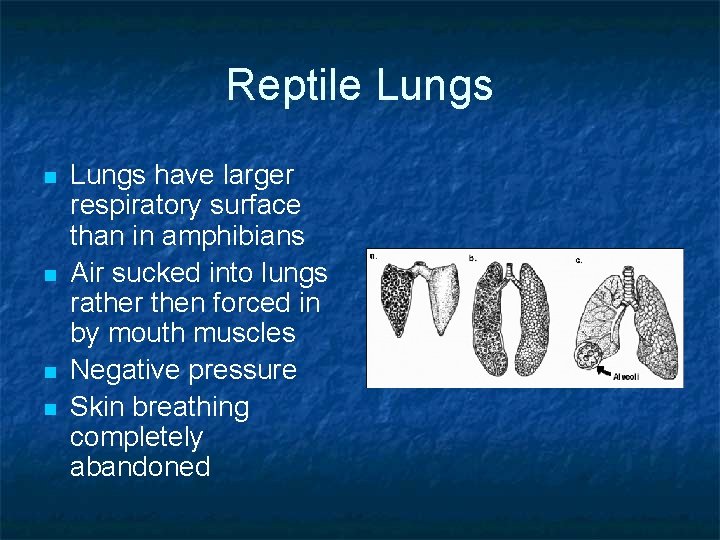 Reptile Lungs n n Lungs have larger respiratory surface than in amphibians Air sucked