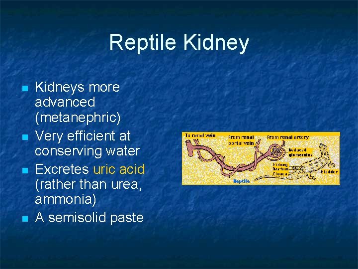 Reptile Kidney n n Kidneys more advanced (metanephric) Very efficient at conserving water Excretes Reptile Kidney n n Kidneys more advanced (metanephric) Very efficient at conserving water Excretes