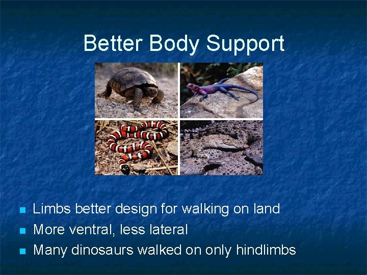 Better Body Support n n n Limbs better design for walking on land More Better Body Support n n n Limbs better design for walking on land More