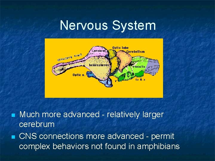 Nervous System n n Much more advanced - relatively larger cerebrum CNS connections more