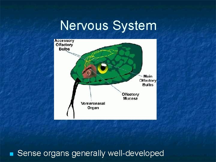 Nervous System n Sense organs generally well-developed 