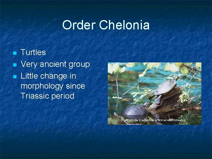 Order Chelonia n n n Turtles Very ancient group Little change in morphology since Order Chelonia n n n Turtles Very ancient group Little change in morphology since