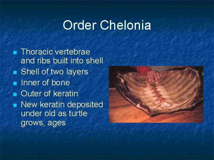 Order Chelonia n n n Thoracic vertebrae and ribs built into shell Shell of Order Chelonia n n n Thoracic vertebrae and ribs built into shell Shell of