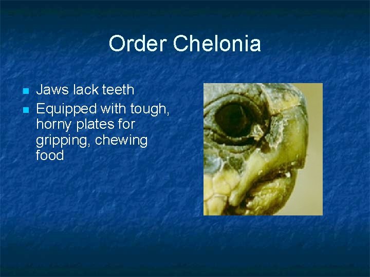 Order Chelonia n n Jaws lack teeth Equipped with tough, horny plates for gripping,