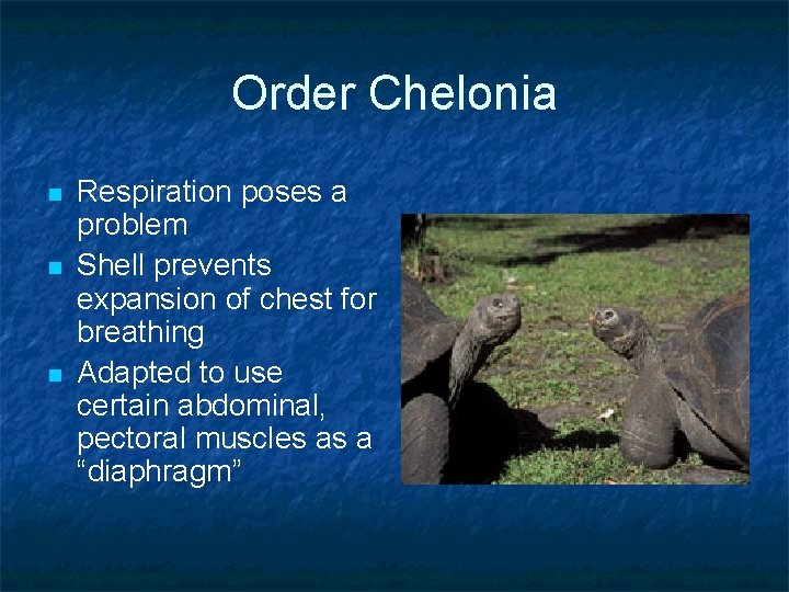 Order Chelonia n n n Respiration poses a problem Shell prevents expansion of chest