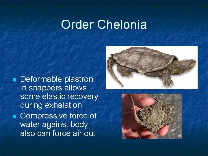 Order Chelonia n n Deformable plastron in snappers allows some elastic recovery during exhalation