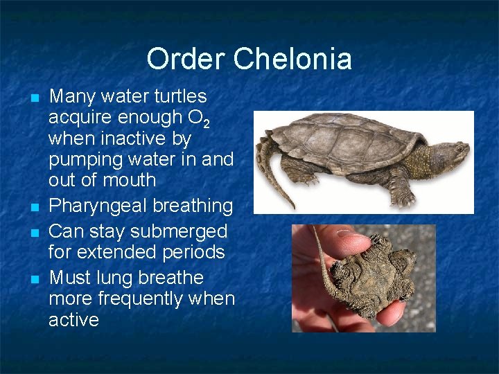 Order Chelonia n n Many water turtles acquire enough O 2 when inactive by