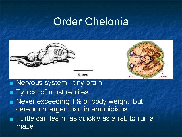 Order Chelonia n n Nervous system - tiny brain Typical of most reptiles Never Order Chelonia n n Nervous system - tiny brain Typical of most reptiles Never