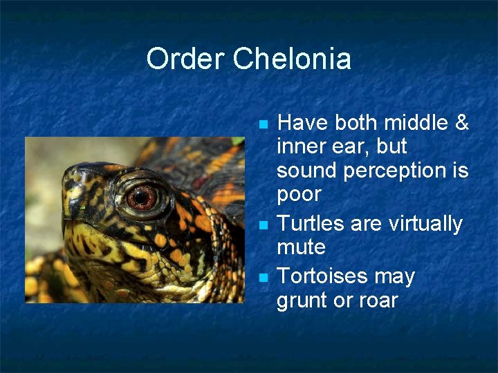 Order Chelonia n n n Have both middle & inner ear, but sound perception Order Chelonia n n n Have both middle & inner ear, but sound perception