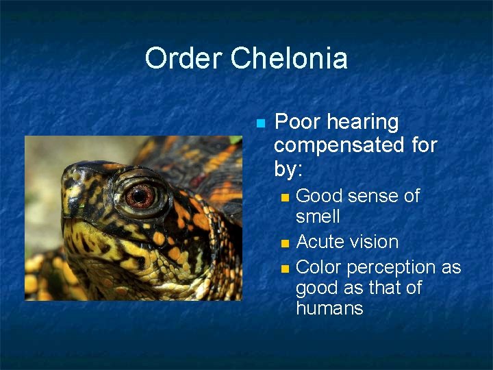 Order Chelonia n Poor hearing compensated for by: n n n Good sense of Order Chelonia n Poor hearing compensated for by: n n n Good sense of