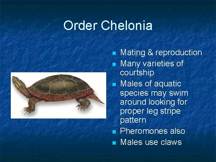 Order Chelonia n n n Mating & reproduction Many varieties of courtship Males of