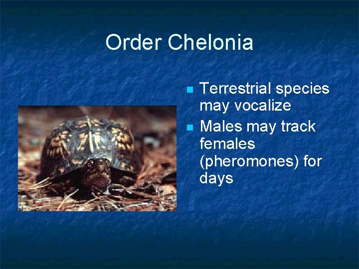 Order Chelonia n n Terrestrial species may vocalize Males may track females (pheromones) for