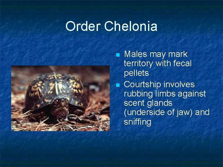 Order Chelonia n n Males may mark territory with fecal pellets Courtship involves rubbing