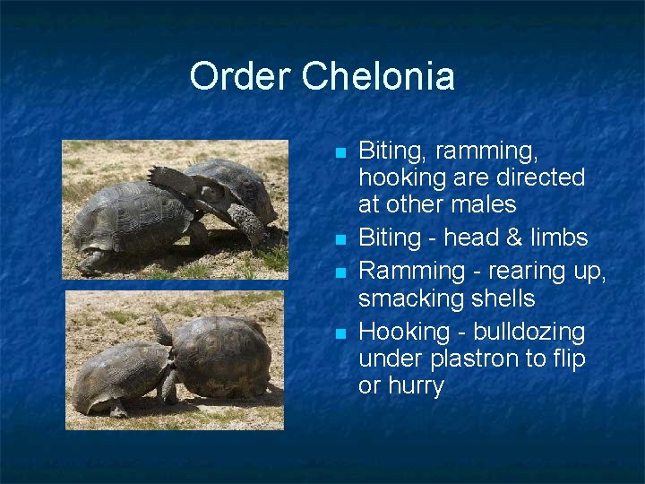 Order Chelonia n n Biting, ramming, hooking are directed at other males Biting -