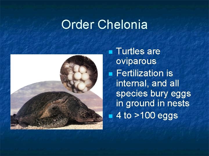 Order Chelonia n n n Turtles are oviparous Fertilization is internal, and all species