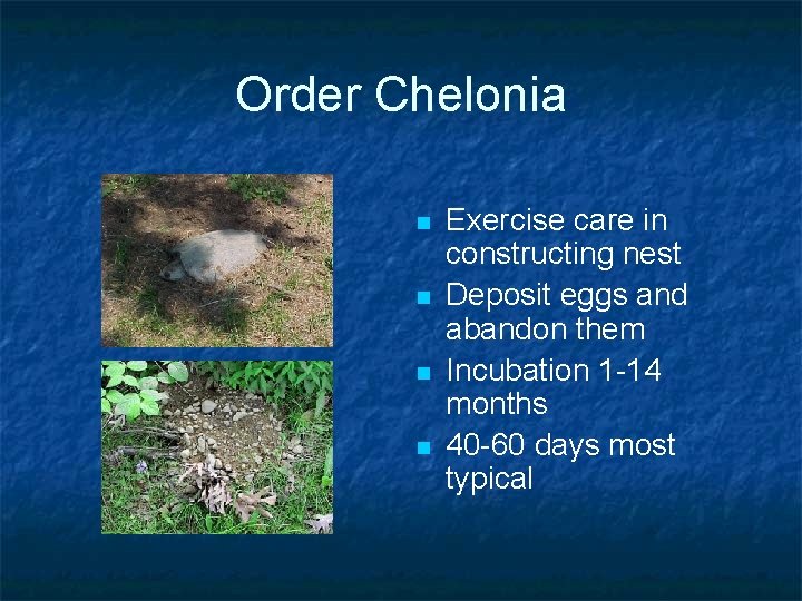 Order Chelonia n n Exercise care in constructing nest Deposit eggs and abandon them