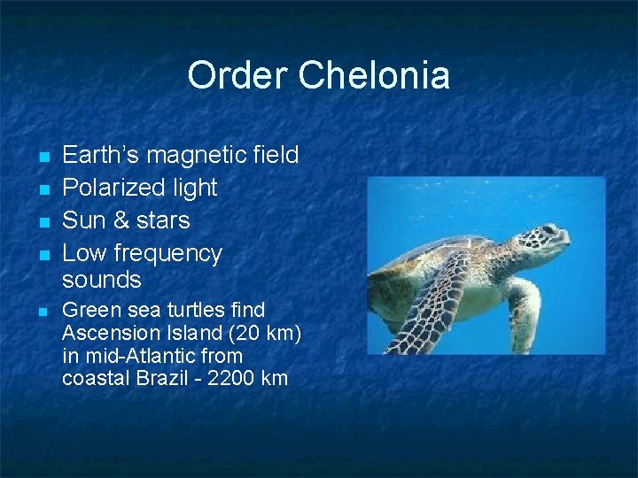 Order Chelonia n n n Earth’s magnetic field Polarized light Sun & stars Low