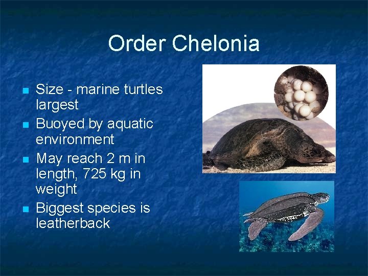 Order Chelonia n n Size - marine turtles largest Buoyed by aquatic environment May