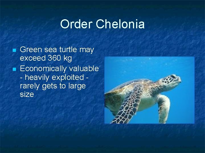 Order Chelonia n n Green sea turtle may exceed 360 kg Economically valuable -