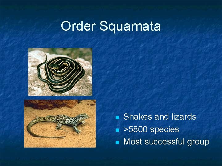 Order Squamata n n n Snakes and lizards >5800 species Most successful group 