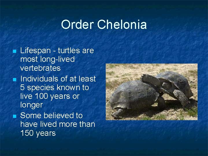 Order Chelonia n n n Lifespan - turtles are most long-lived vertebrates Individuals of