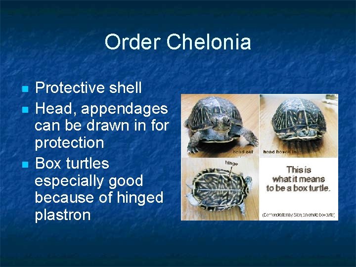 Order Chelonia n n n Protective shell Head, appendages can be drawn in for