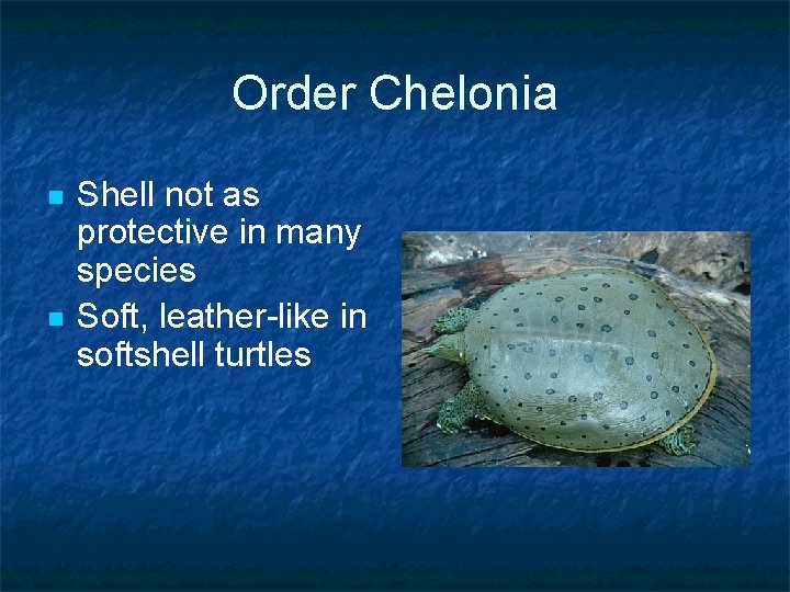 Order Chelonia n n Shell not as protective in many species Soft, leather-like in