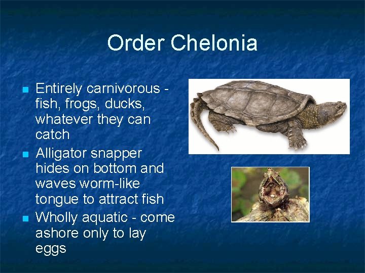 Order Chelonia n n n Entirely carnivorous fish, frogs, ducks, whatever they can catch