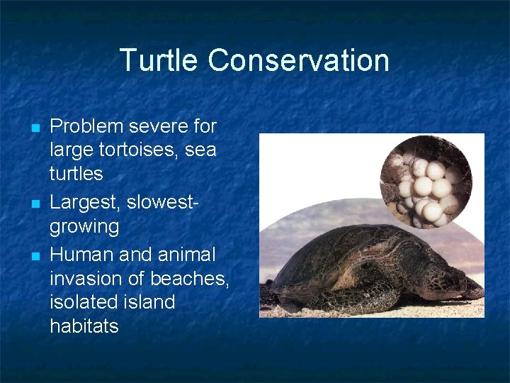 Turtle Conservation n Problem severe for large tortoises, sea turtles Largest, slowestgrowing Human and