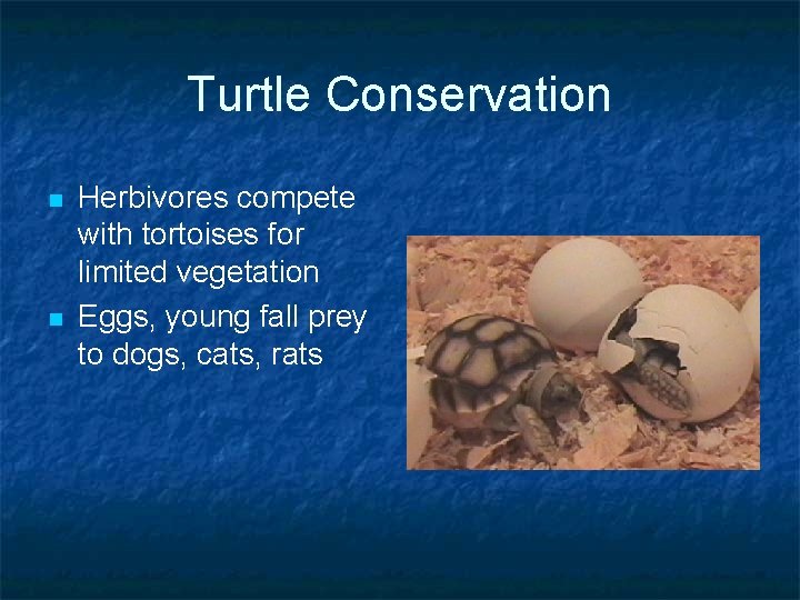 Turtle Conservation n n Herbivores compete with tortoises for limited vegetation Eggs, young fall