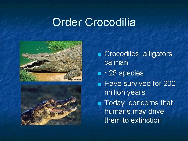 Order Crocodilia n n Crocodiles, alligators, caiman ~25 species Have survived for 200 million