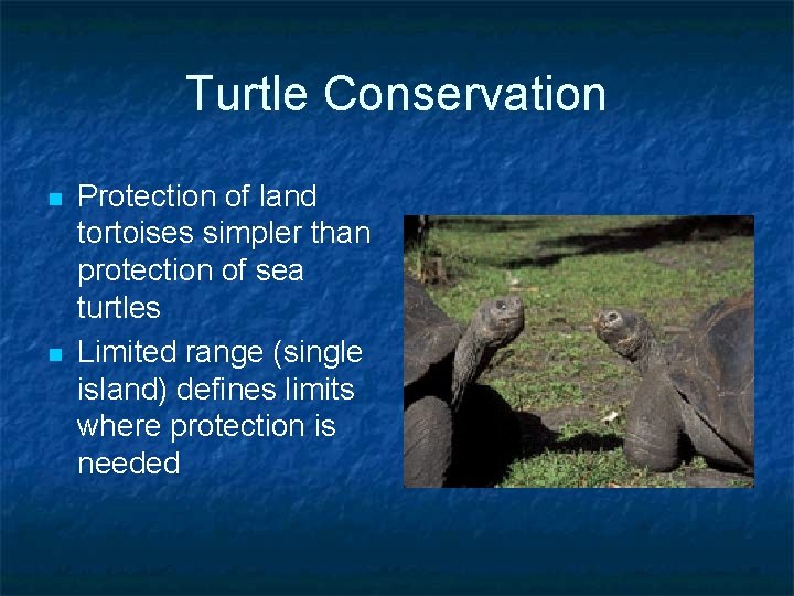 Turtle Conservation n n Protection of land tortoises simpler than protection of sea turtles