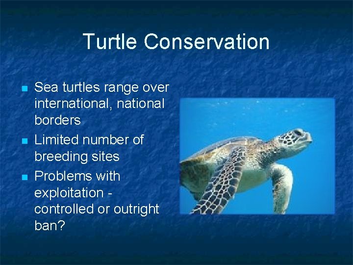 Turtle Conservation n Sea turtles range over international, national borders Limited number of breeding Turtle Conservation n Sea turtles range over international, national borders Limited number of breeding