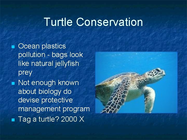 Turtle Conservation n Ocean plastics pollution - bags look like natural jellyfish prey Not