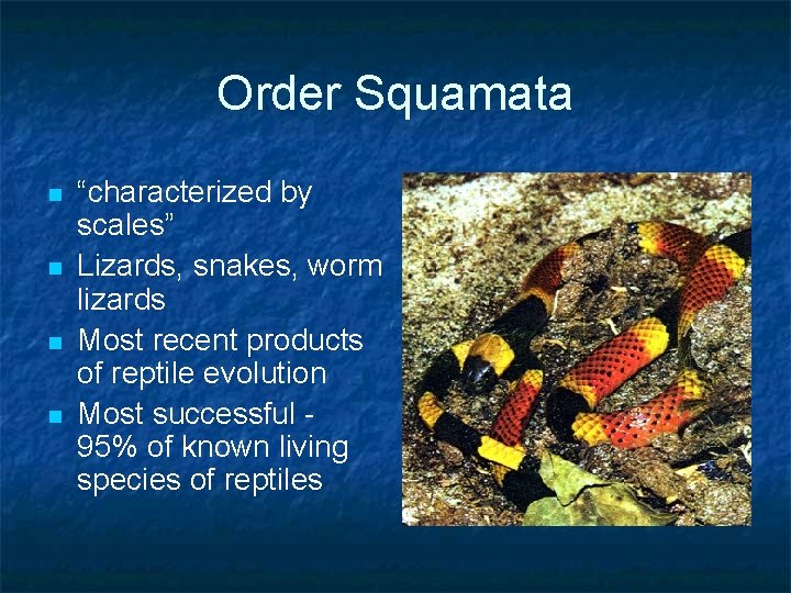 Order Squamata n n “characterized by scales” Lizards, snakes, worm lizards Most recent products
