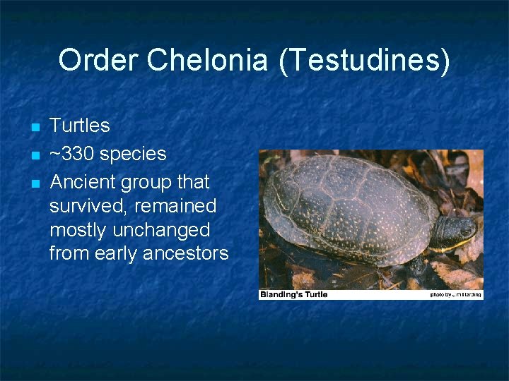 Order Chelonia (Testudines) n n n Turtles ~330 species Ancient group that survived, remained