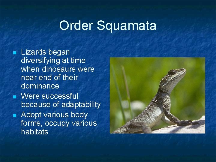 Order Squamata n n n Lizards began diversifying at time when dinosaurs were near