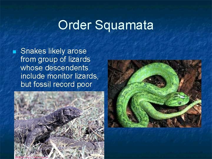 Order Squamata n Snakes likely arose from group of lizards whose descendents include monitor Order Squamata n Snakes likely arose from group of lizards whose descendents include monitor