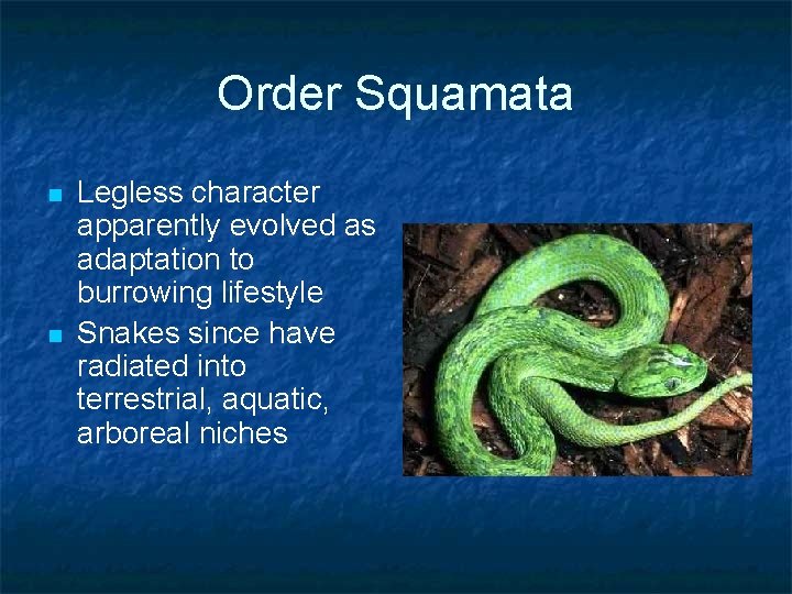 Order Squamata n n Legless character apparently evolved as adaptation to burrowing lifestyle Snakes