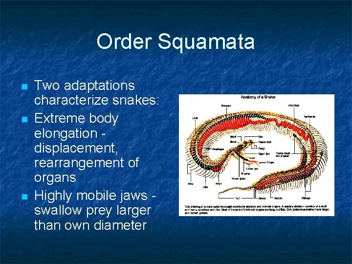 Order Squamata n n n Two adaptations characterize snakes: Extreme body elongation displacement, rearrangement