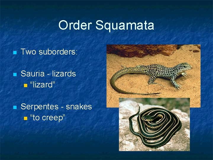 Order Squamata n Two suborders: n Sauria - lizards n “lizard” n Serpentes - Order Squamata n Two suborders: n Sauria - lizards n “lizard” n Serpentes -
