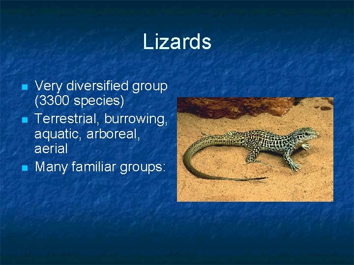 Lizards n n n Very diversified group (3300 species) Terrestrial, burrowing, aquatic, arboreal, aerial