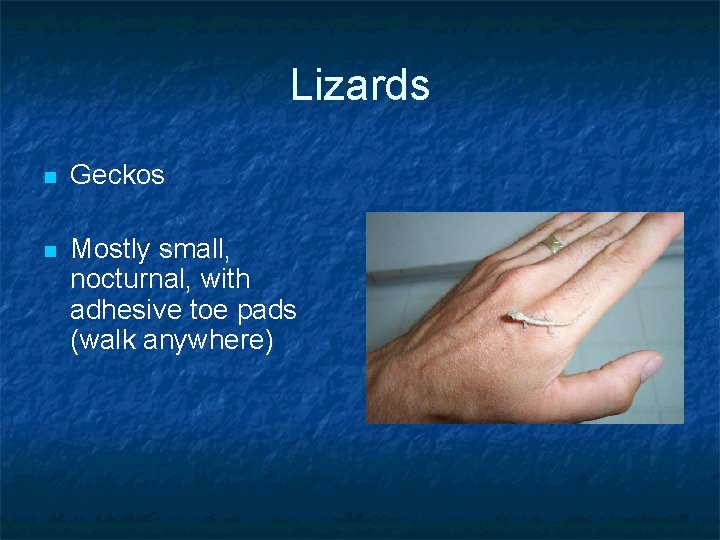 Lizards n Geckos n Mostly small, nocturnal, with adhesive toe pads (walk anywhere) 