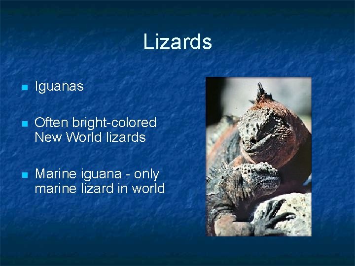 Lizards n Iguanas n Often bright-colored New World lizards n Marine iguana - only