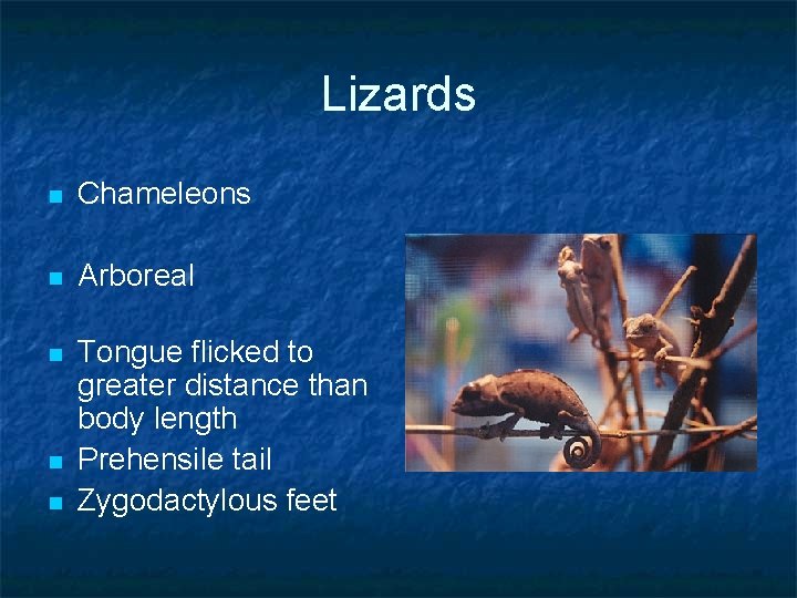 Lizards n Chameleons n Arboreal n Tongue flicked to greater distance than body length